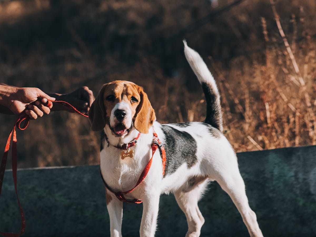 Beagle com guia fixa aproveitando passeio ao ar livre em dia ensolarado