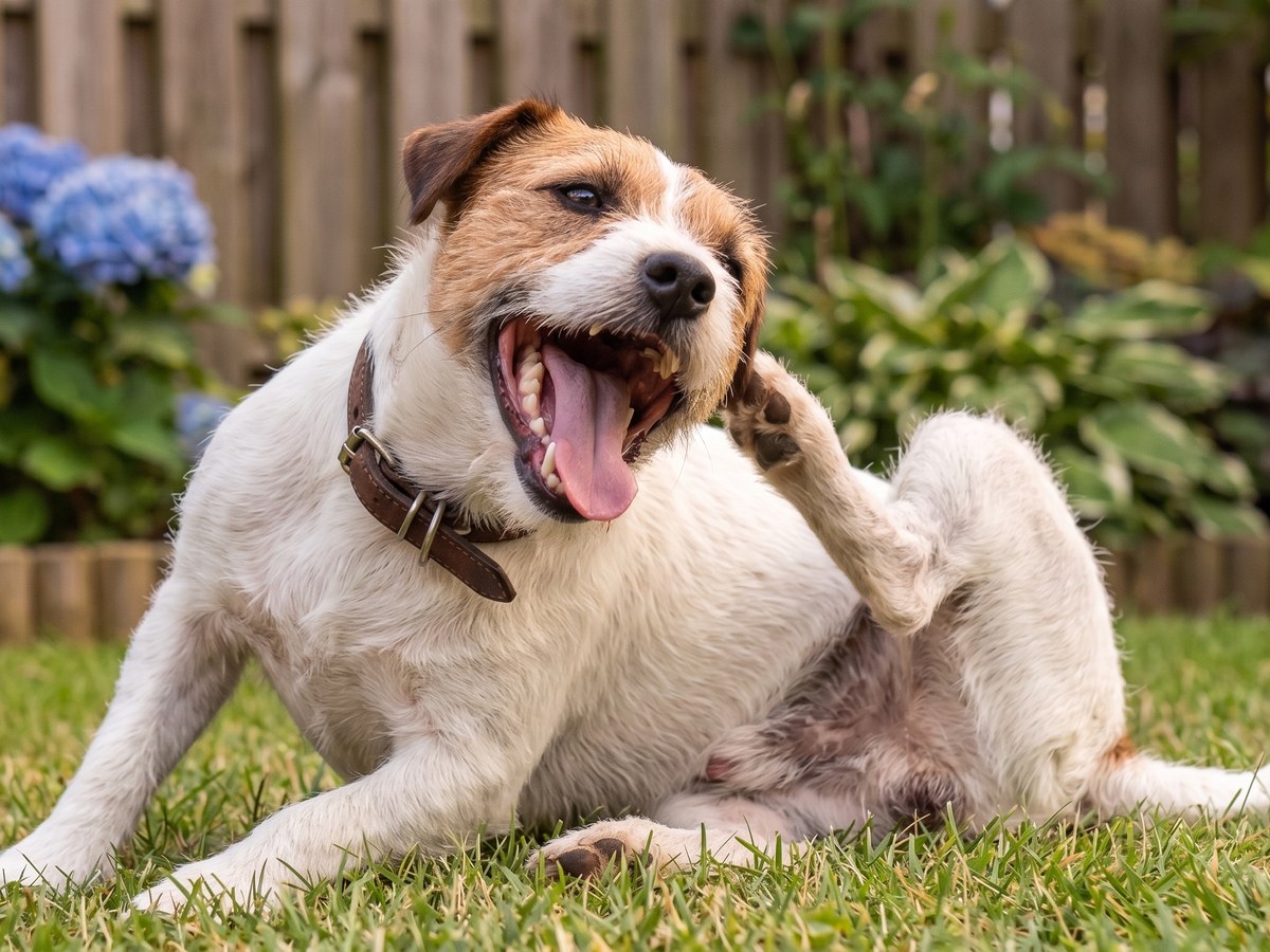 Cachorro se coçando na grama de um quintal, sinal de pulgas