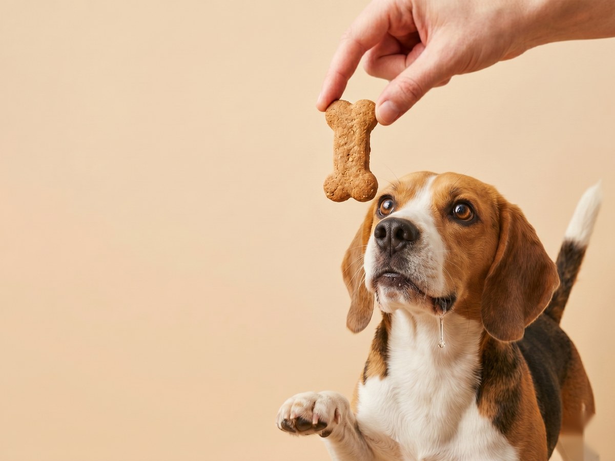 Cachorro olhando para um petisco em formato de osso