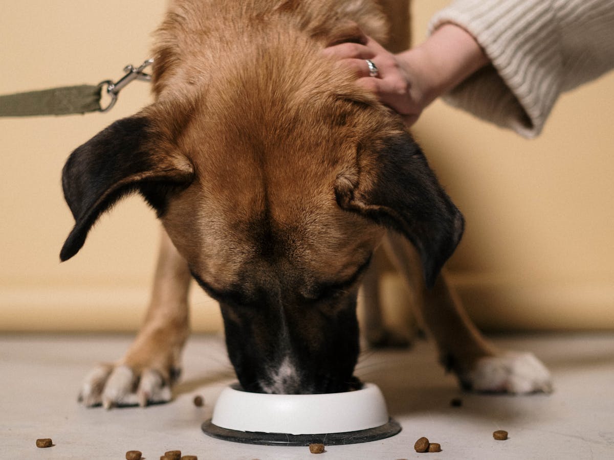 Cachorro de médio porte comendo ração