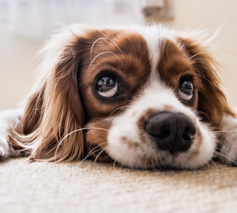 Cão de pequeno porte deitado em casa