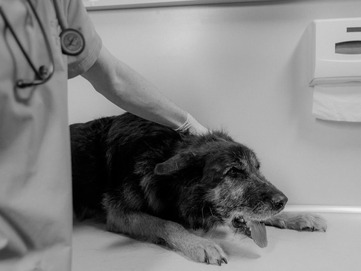 Cachorro sendo examinado por veterinário em consultório